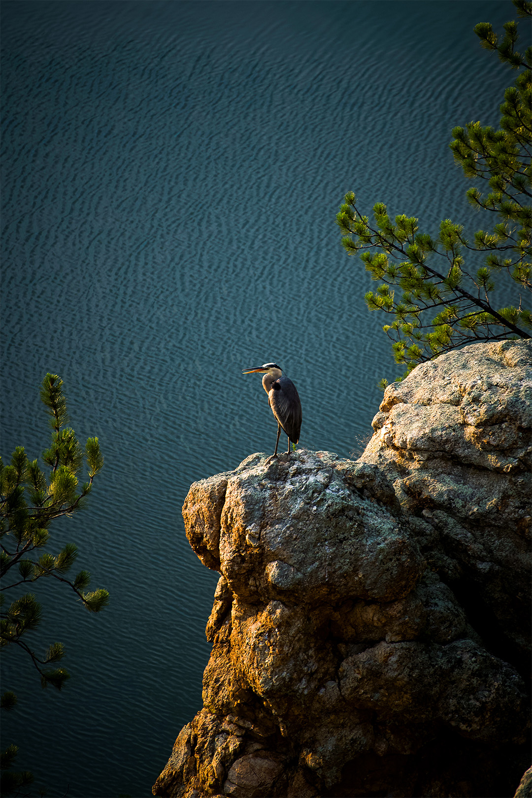 Black Hills 2025